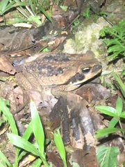 Rhinella marina