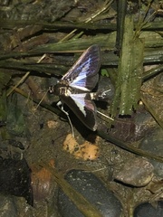 Diaphania