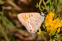 Tharsalea arota schellbachi