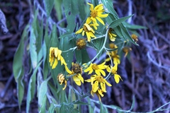 Helianthinae
