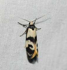 Cosmaresta eugramma
