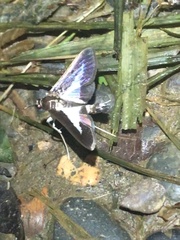 Diaphania