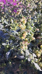 Dicoria canescens