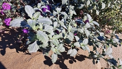 Dicoria canescens