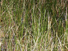 Eleocharis interstincta