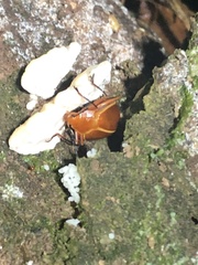 Ellipticus dorbignyi