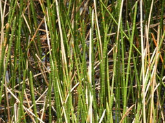 Eleocharis interstincta