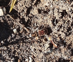 Neocicindela latecincta