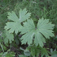 Aconitum lasiostomum