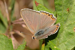 Tharsalea xanthoides