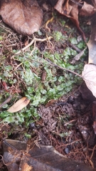 Pallavicinia lyellii