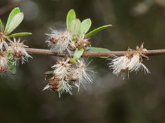 Olearia virgata
