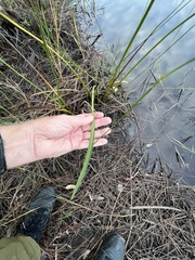 Sagittaria graminea