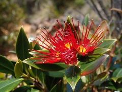 Metrosideros umbellata