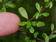 Olearia virgata