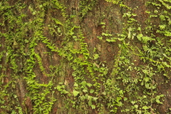 Thuidiopsis sparsa