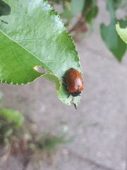 Chrysomela populi