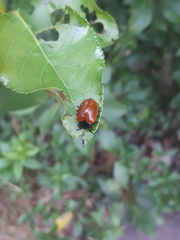 Chrysomela populi