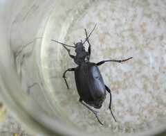 Calosoma vagans