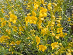 Senna armata