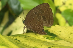 Arhopala