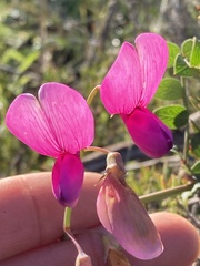 Lathyrus vestitus alefeldii