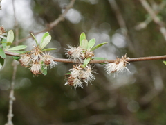 Olearia virgata