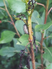Chrysomela populi