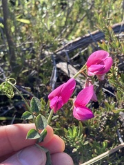 Lathyrus vestitus alefeldii