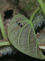 Sepedophilus