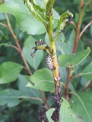 Chrysomela populi