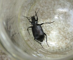 Calosoma vagans