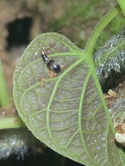 Sepedophilus