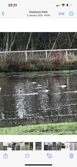 Mergus merganser merganser