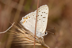 Tharsalea xanthoides