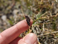 Carex albonigra