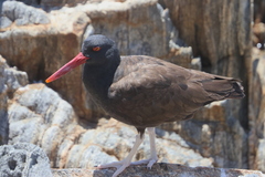 Haematopus ater