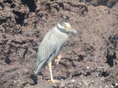 Nyctanassa violacea pauper