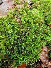 Eurhynchium striatum