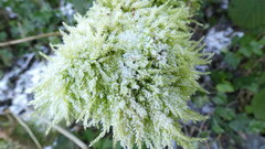 Thamnobryum alopecurum