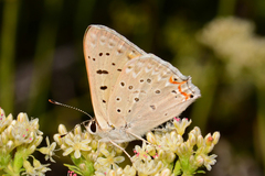 Tharsalea xanthoides