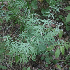 Galium intermedium