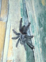 Avicularia
