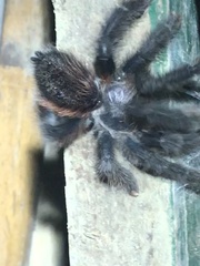 Avicularia
