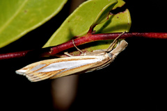 Crambus satrapellus