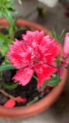 Dianthus caryophyllus