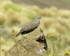 Metriopelia melanoptera