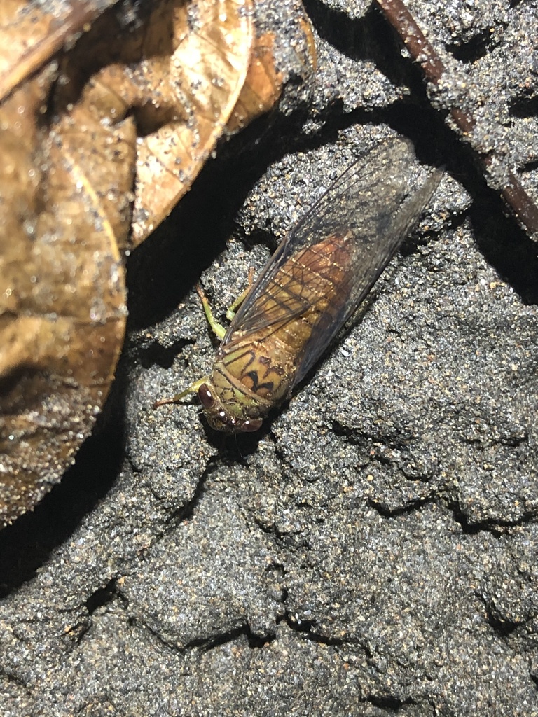 Carineta bilineosa