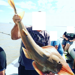 Pseudobatos planiceps