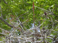 Tillandsia balbisiana